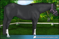 Horse Color:Black 