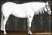 Horse Color:Black Sabino Near Leopard 