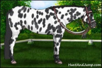 Horse Color:Black Appaloosa 