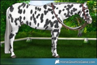Horse Color:Black Near Leopard