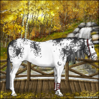 Horse Color:White Spotted Black