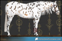 Horse Color:Buckskin Appaloosa 