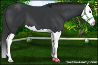 Horse Color:Black Splash 