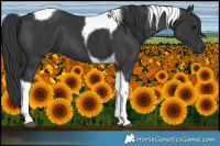 Horse Color:Black Tobiano 