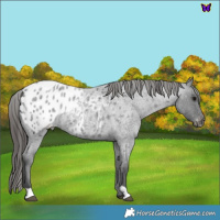 Horse Color:Blue Roan Blanket Rabicano 