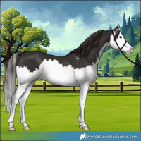 Horse Color:Liver Chestnut Sabino Splash 