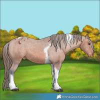 Horse Color:Bay Tobiano Appaloosa 
