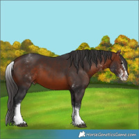 Horse Color:White Spotted Bay