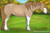 Horse Color:Red Roan Sabino 