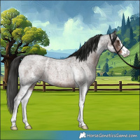 Horse Color:Liver Red Roan Sabino 