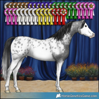 Horse Color:Blue Roan Splash Appaloosa 