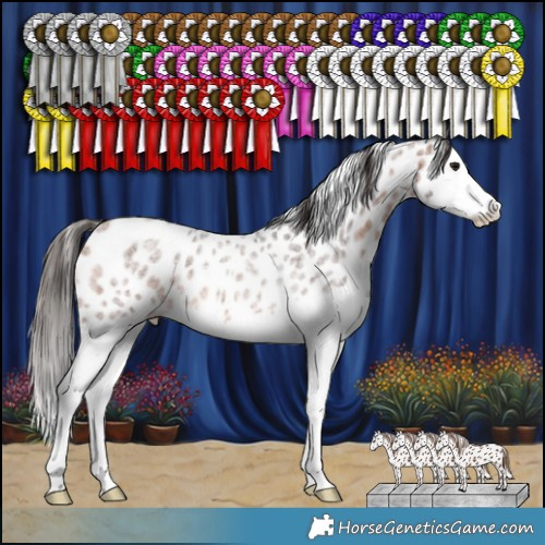 Horse Color:Bay Roan Splash Appaloosa Rabicano