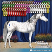Horse Color:Bay Roan Splash Appaloosa Rabicano