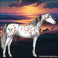 Horse Color:Bay Roan Splash Leopard Rabicano 