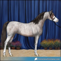 Horse Color:Liver Red Roan Sabino Rabicano 
