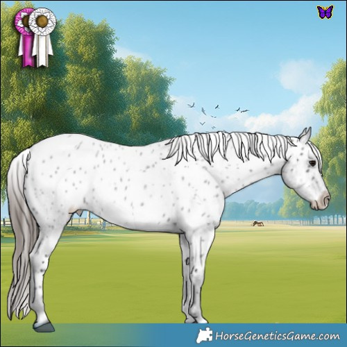 Horse Color:Blue Roan Appaloosa 