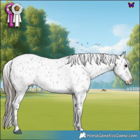 Horse Color:Blue Roan Near Leopard 