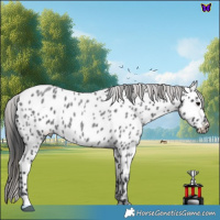 Horse Color:Blue Roan Near Leopard 