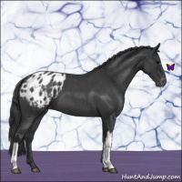 Horse Color:Blue Roan Appaloosa 