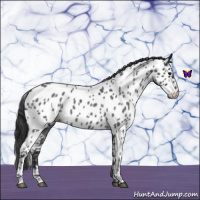 Horse Color:Blue Roan Near Leopard 