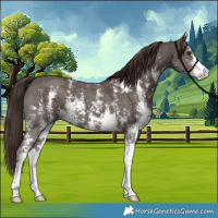 Horse Color:Liver Chestnut Sabino 