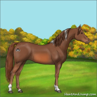 Horse Color:Chestnut Tobiano 