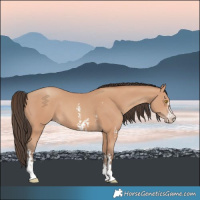 Horse Color:Amber Champagne Sabino Rabicano  and Amber Champagne Sabino 