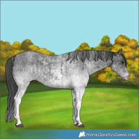 Horse Color:White Spotted Blue Roan Rabicano  and White Spotted Blue Roan Rabicano 