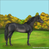 Horse Color:Black 