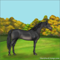 Horse Color:Black 
