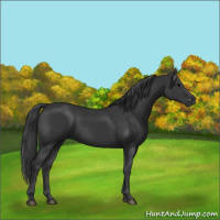 Horse Color:Black 