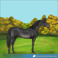 Horse Color:Black 