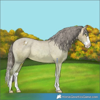 Horse Color:Sable Champagne Splash Varnish Rabicano 
