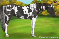 Horse Color:White Spotted Liver Chestnut 