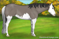 Horse Color:Grullo Splash 