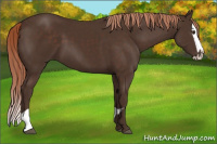 Horse Color:Liver Chestnut  and Liver Chestnut Splash 