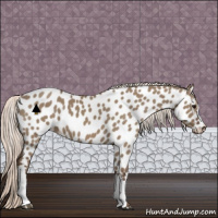 Horse Color:Silver Grullo Appaloosa 