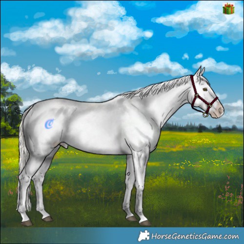 Horse Color:Silver Buckskin Roan Dun Splash Appaloosa 