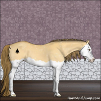 Horse Color:Buckskin Dun Splash Appaloosa 