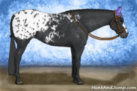 Horse Color:Black Appaloosa 