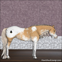 Horse Color:Palomino Sabino Snowcap 