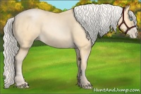 Horse Color:Silver Buckskin Pearl 