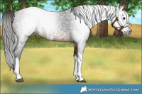 Horse Color:Gray White Spotted Buckskin 