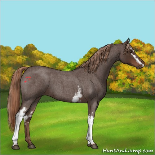 Horse Color:White Spotted Liver Red Roan 