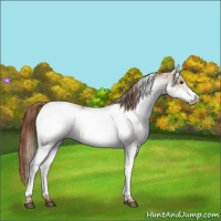 Horse Color:White Spotted Red Dun Rabicano  and White Spotted Red Dun Frame Rabicano 