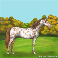 Horse Color:Gold Champagne Appaloosa  and Gold Champagne Frame Appaloosa 