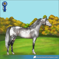 Horse Color:Gray White Spotted Brown Rabicano
