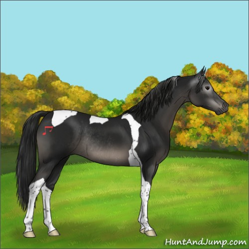 Horse Color:Gray Black Tobiano Rabicano 