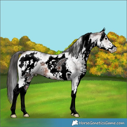 Horse Color:White Spotted Brown 