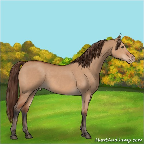 Horse Color:Bay Dun Appaloosa 